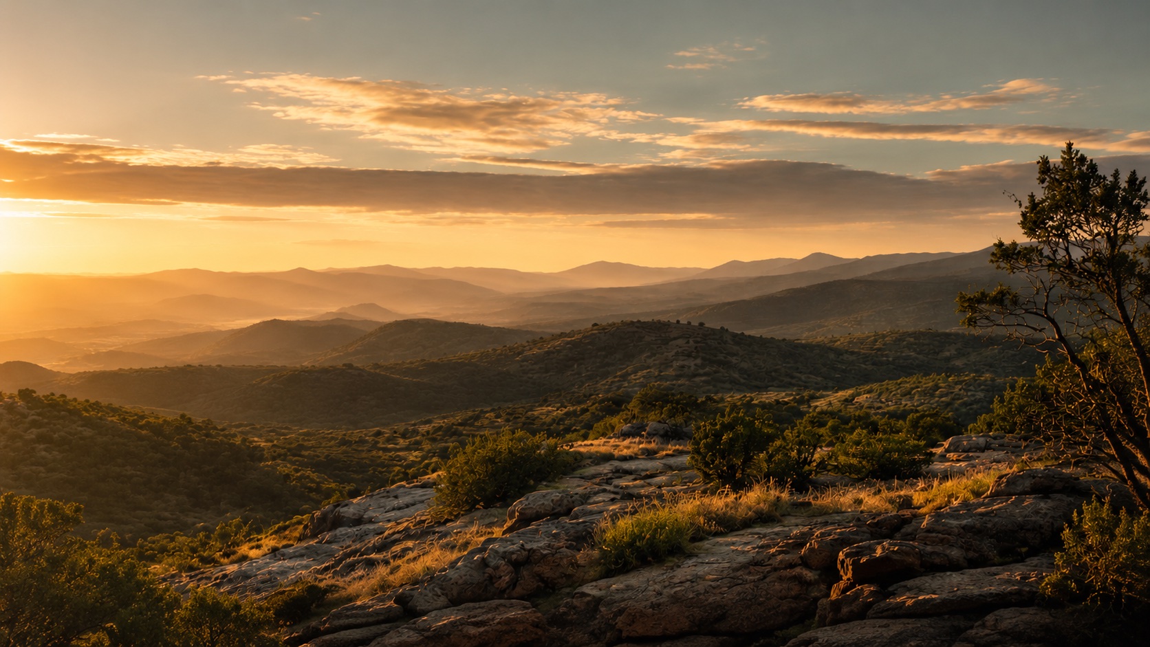 Ponderosa pines in the Prescott National Forest at golden hour